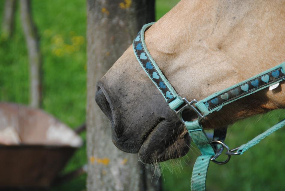 Horse Muzzle Mare