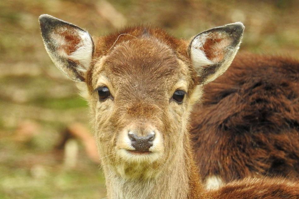 Mammal Animal World