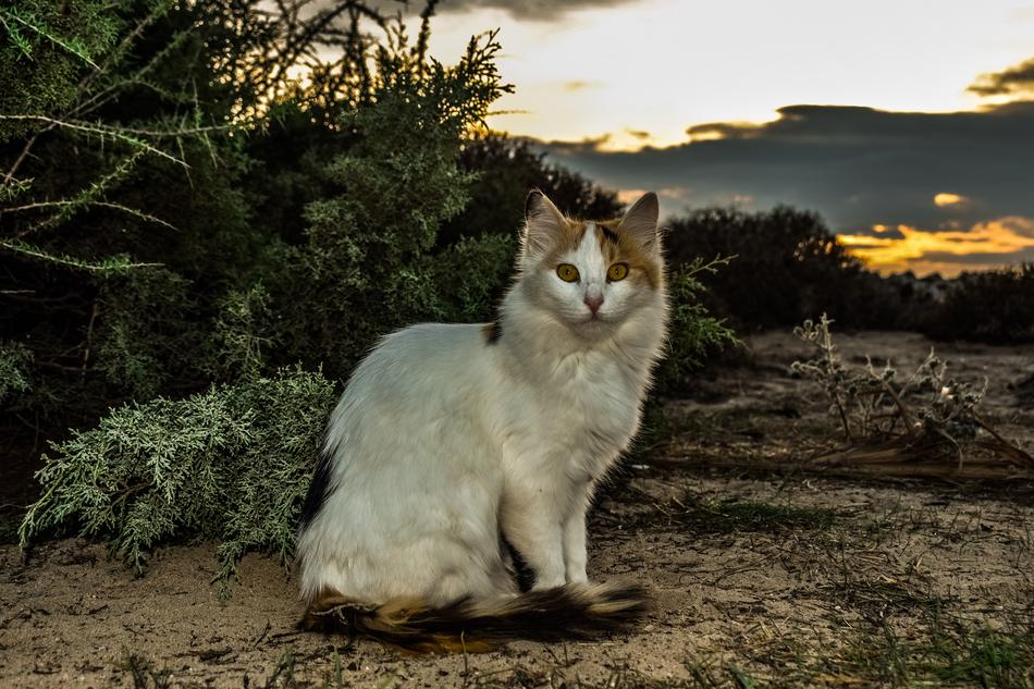 Cat Stray Animal