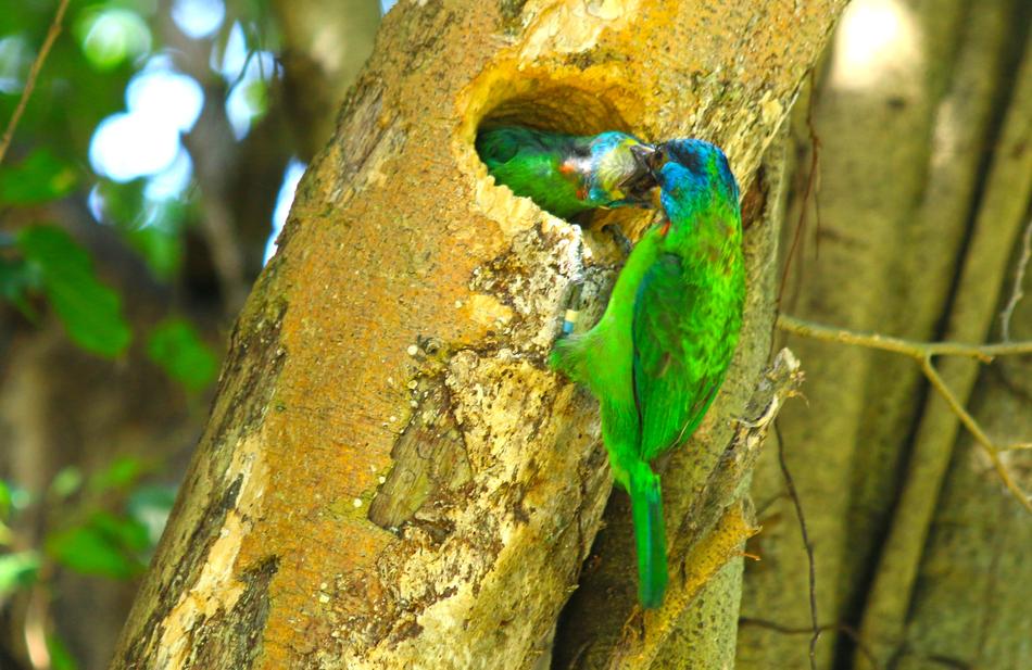 Colored Birds Feed macro nature