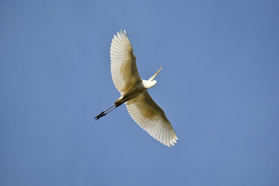 Animal Sky Bird