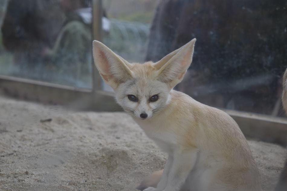 Animal Desert Fox Zoo
