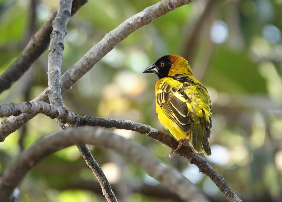 Wildlife Bird Nature