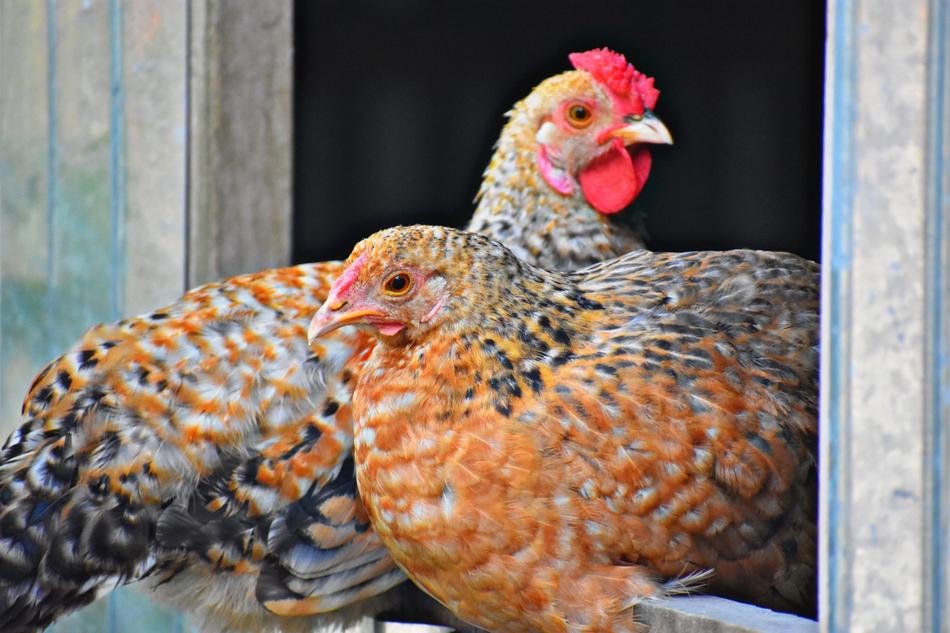 Bird Poultry Hen