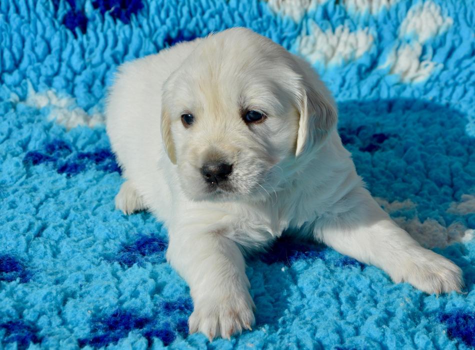 Golden Retriever Puppy photo