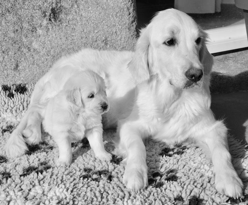 Dog Bitch Mother Golden And Her