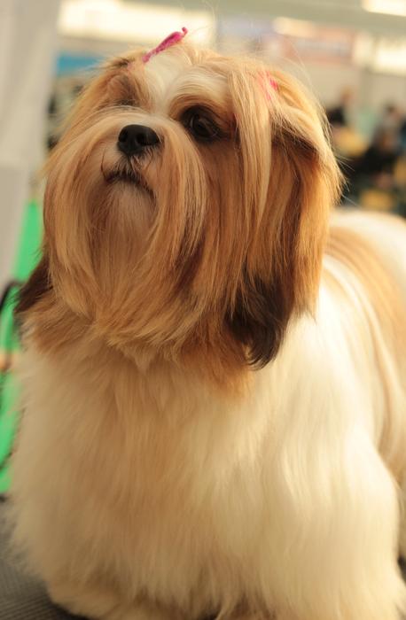 a fluffy dog with a mustache is unusual