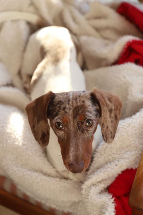 Dog Cute Mammal