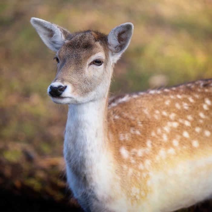 Mammal Deer Wildlife