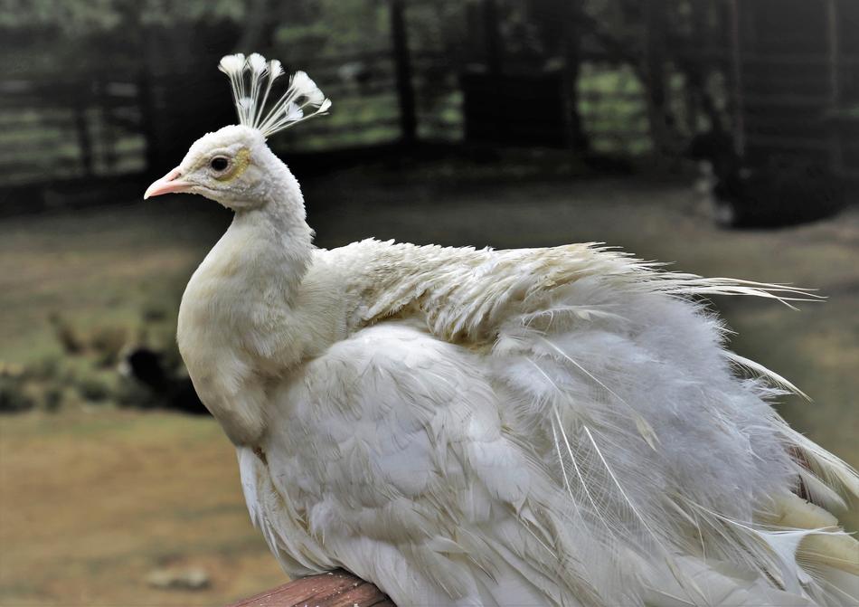 white peacock in the zoo