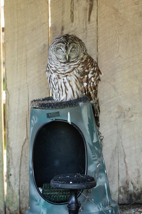 sleeping fluffy owl