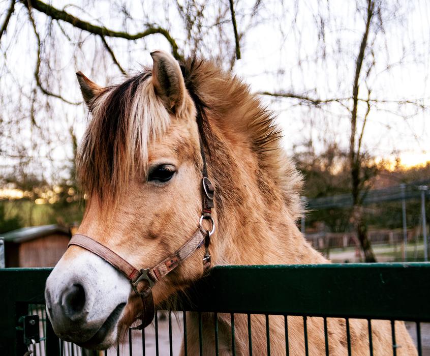 Pony Horse Mammal
