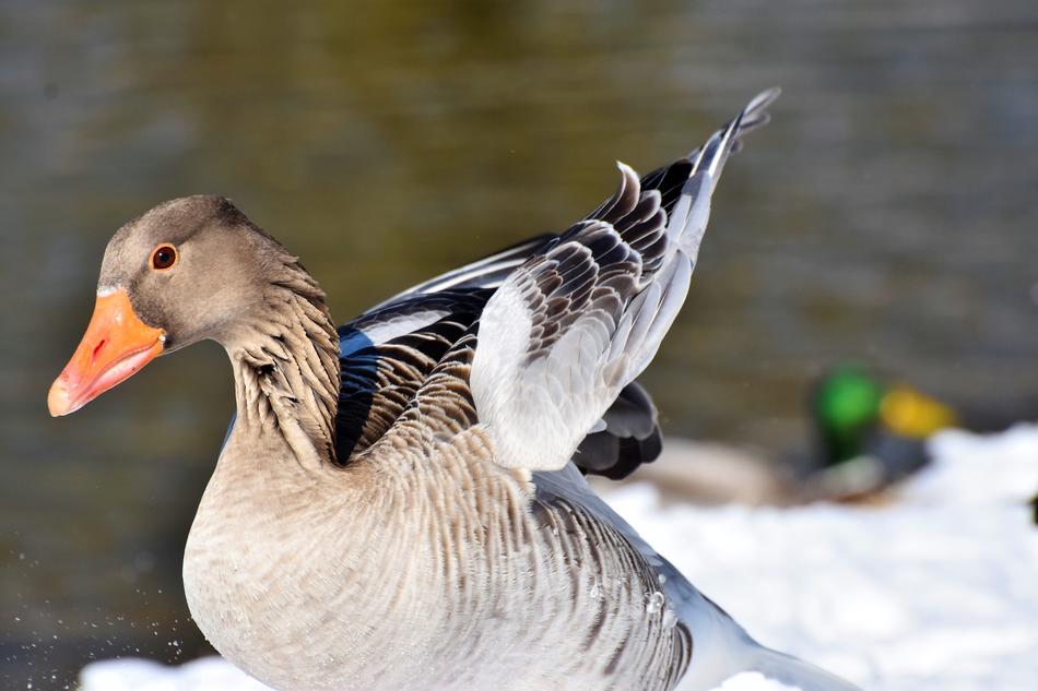Goose Greylag Wild