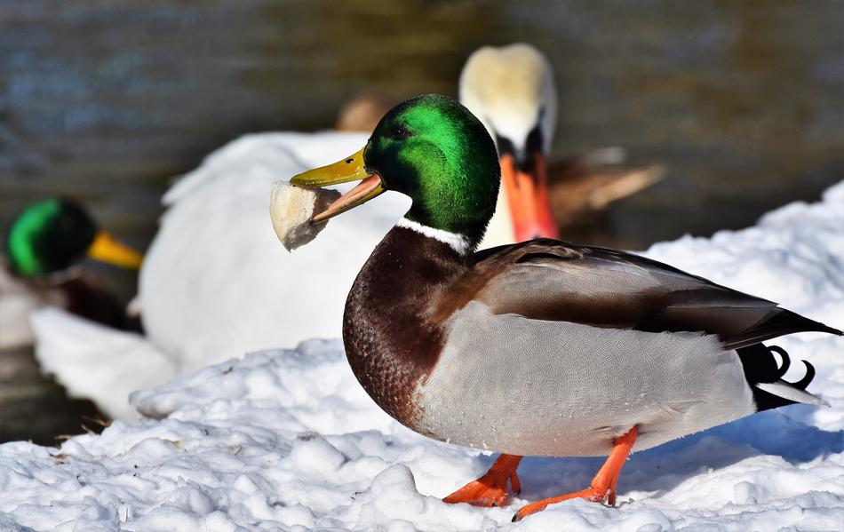 Duck Drake eating bread