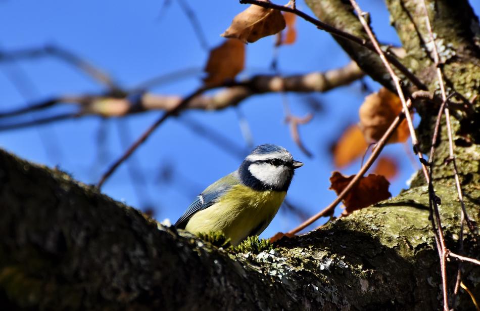 Blue Tit Bird Small