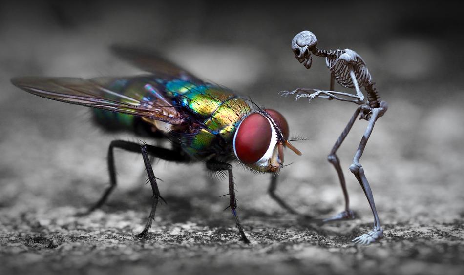 fantasy fly and skeleton digital art