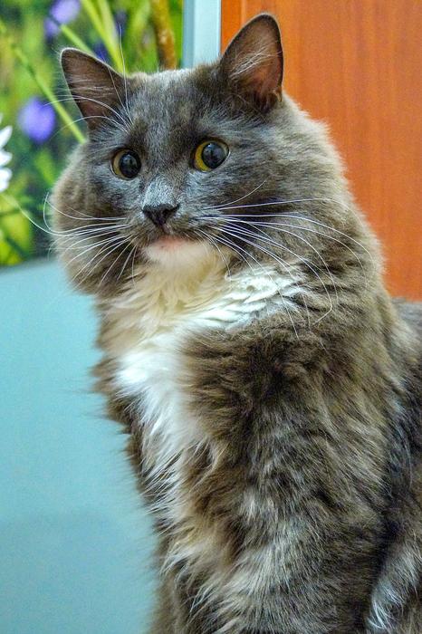 Cat Grey Young