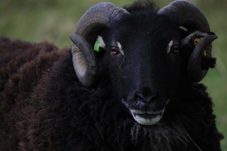 Ram Sheep Horn