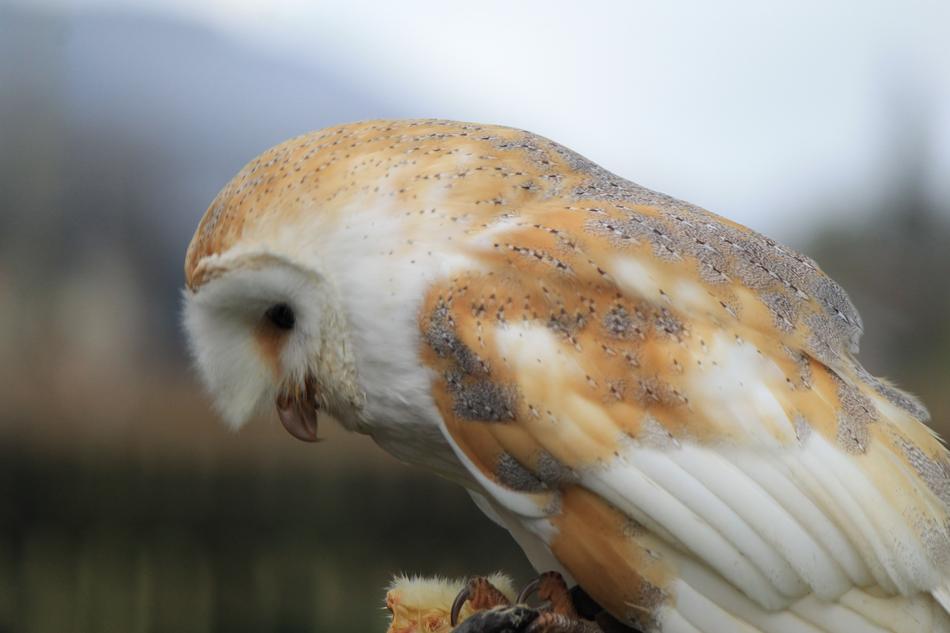 Barn Owl Bird portrait