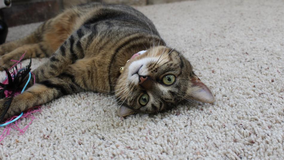 Animal Cute Mammal
