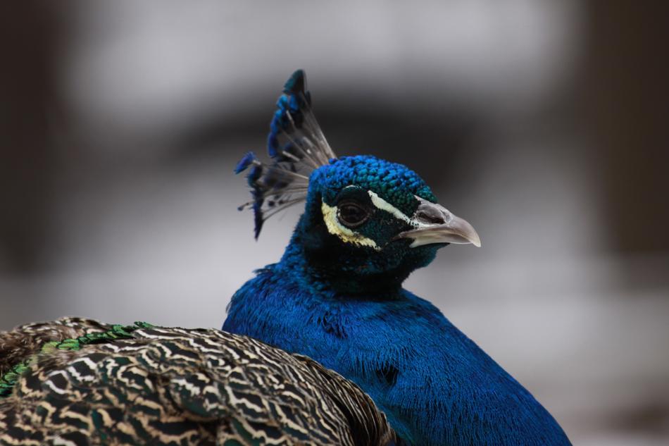 Peacock Animal Bird