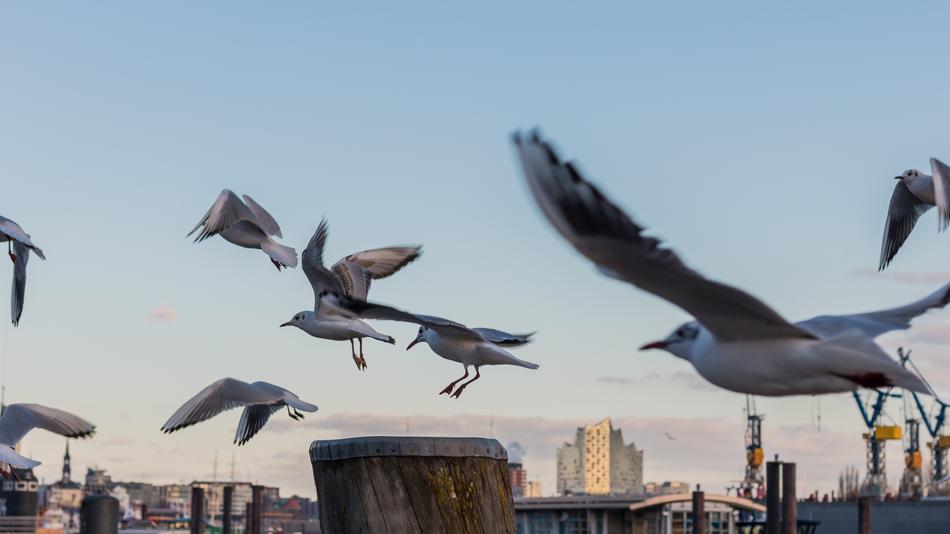 Birds at Flight in port