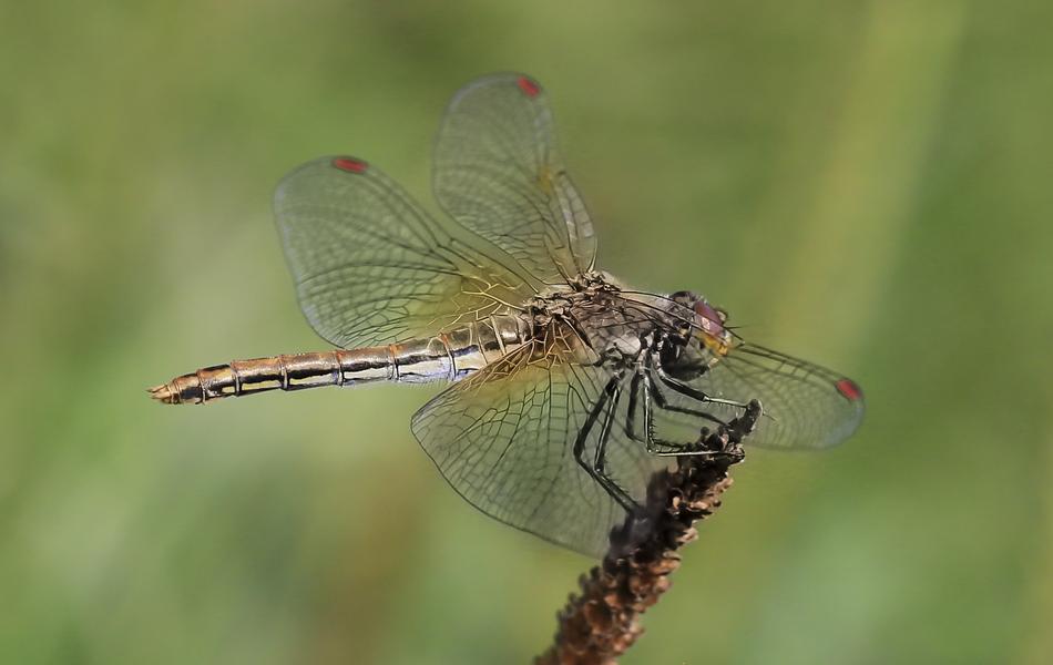 dragonfly on a branch on a green background