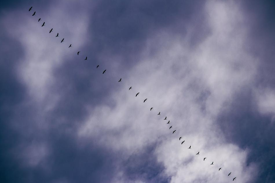 Wild Geese Animal Bird