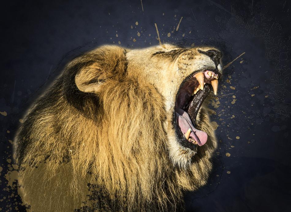 Animal Big Cat Close-Up