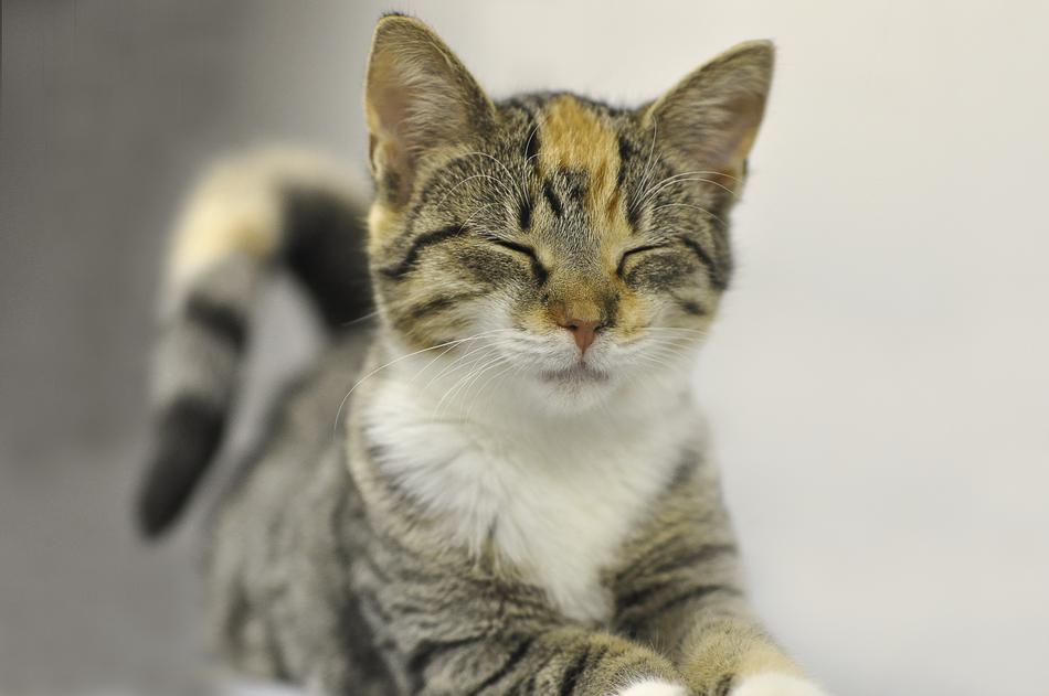 little cute kitten