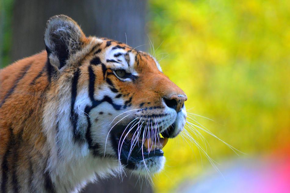 Fauna Animal Mammal