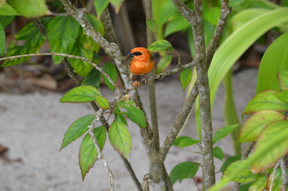 Seychelles Bird Bright