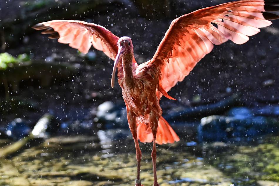 Ibis Eudocimus Ruber Scarlet