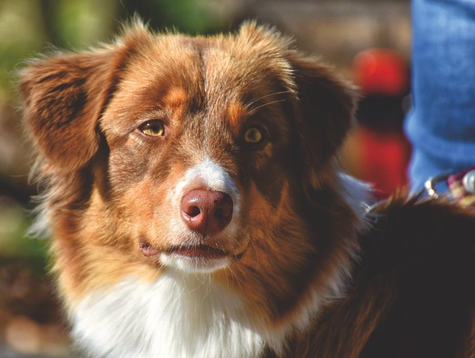 Dog Pet Quadruped
