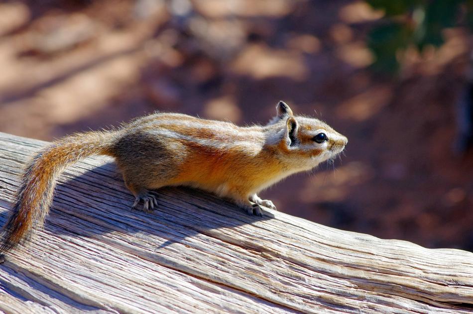 cute squirrel on a log
