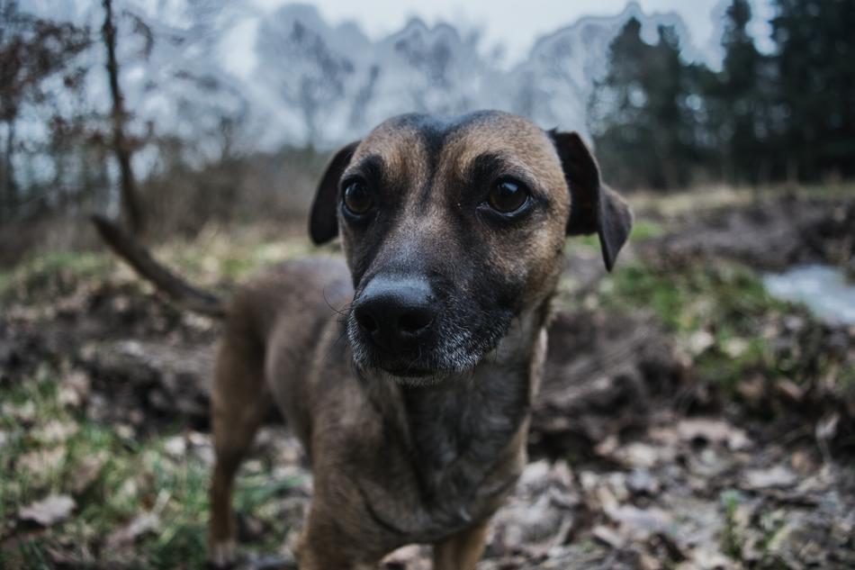 brown dog looking at the camera