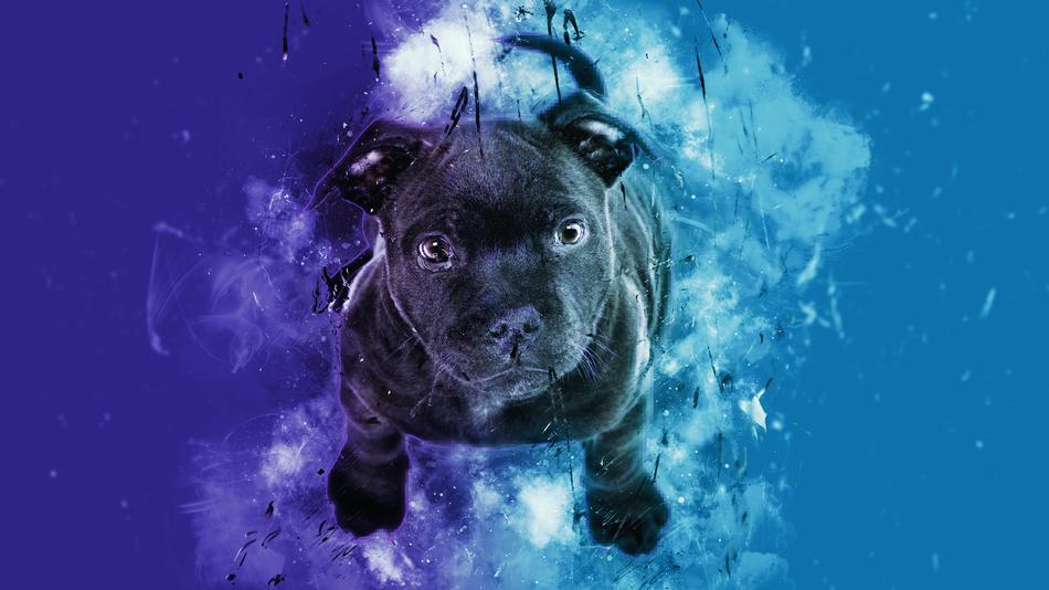 Animal Underwater Nature