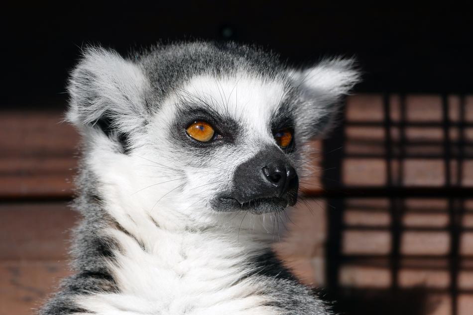 Ring-Tailed Lemur Mammal portrait