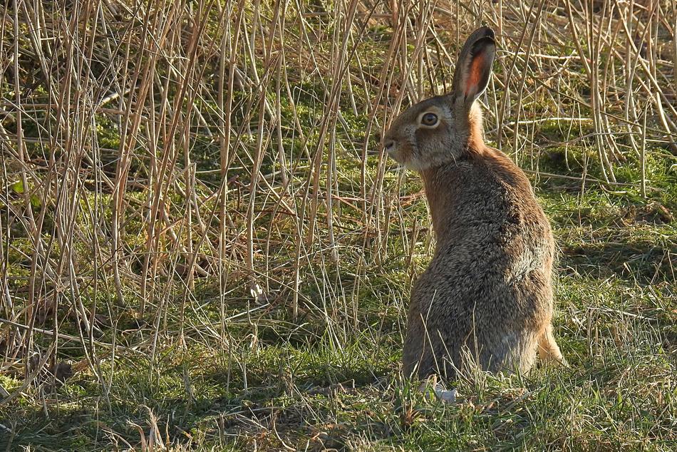 Hare Long Eared Grass