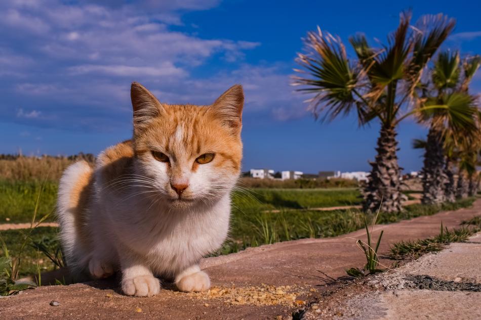 Cat Stray Young