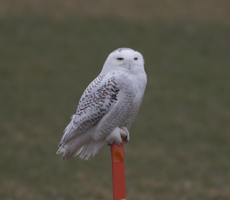 Bird Wildlife Animal