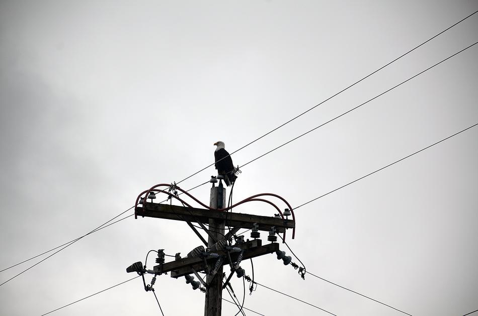 Alaska Eagle Bird