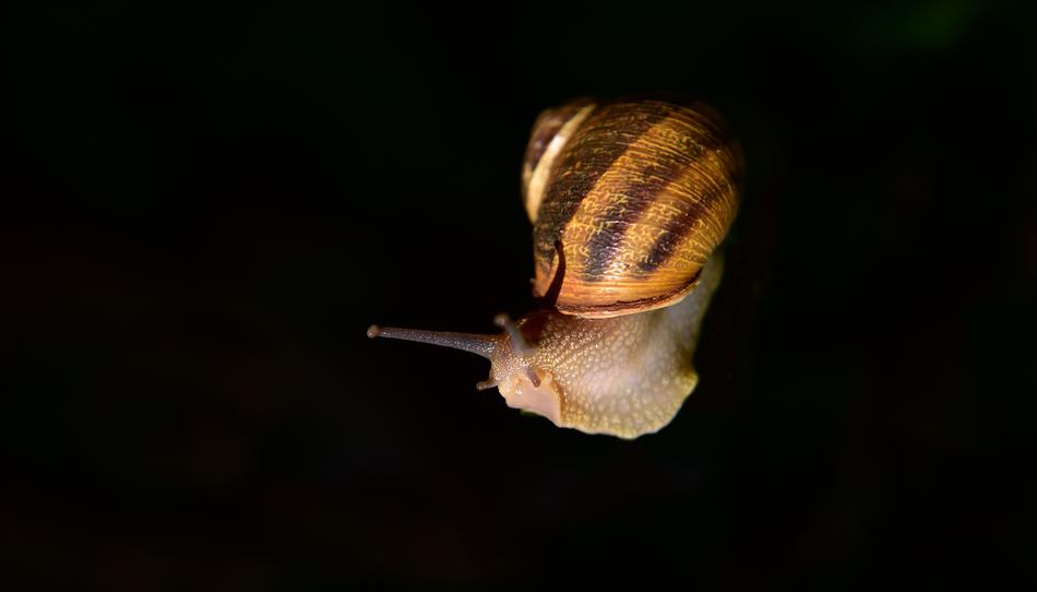 Snail Mollusk Shell