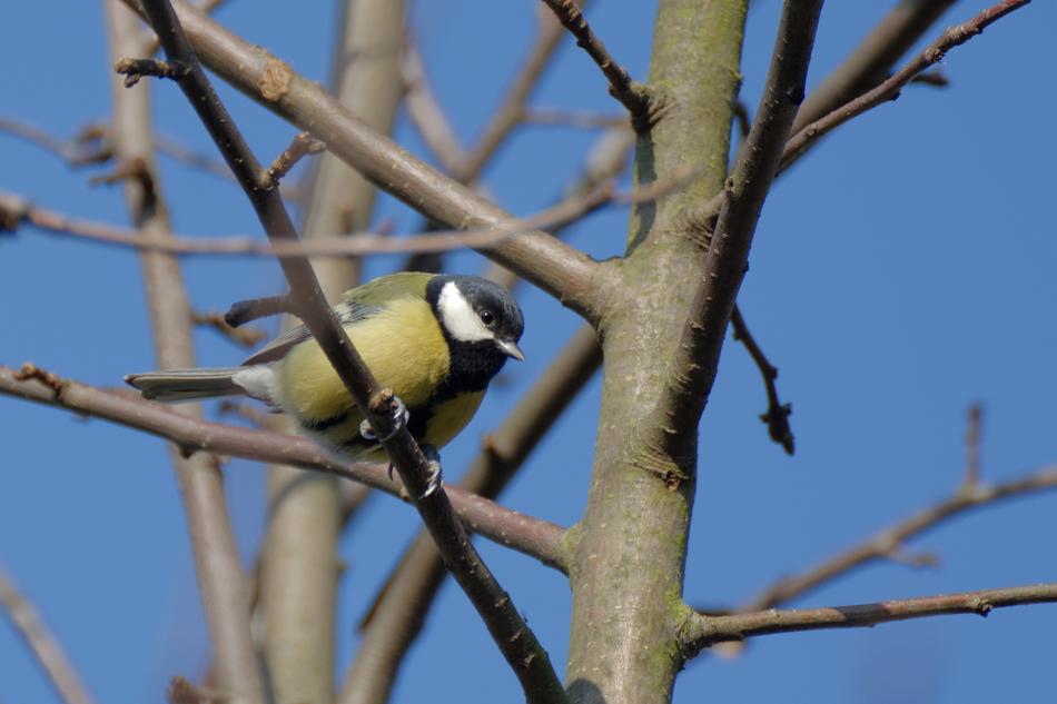 Chickadee Bird Tits On The