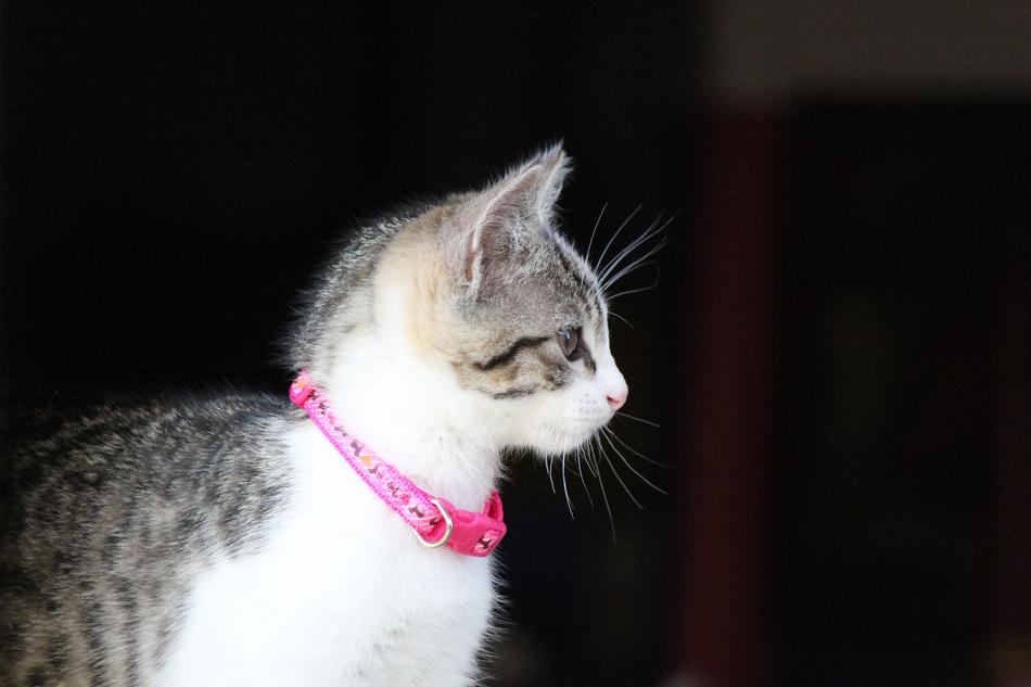 Kitten Cat Animal