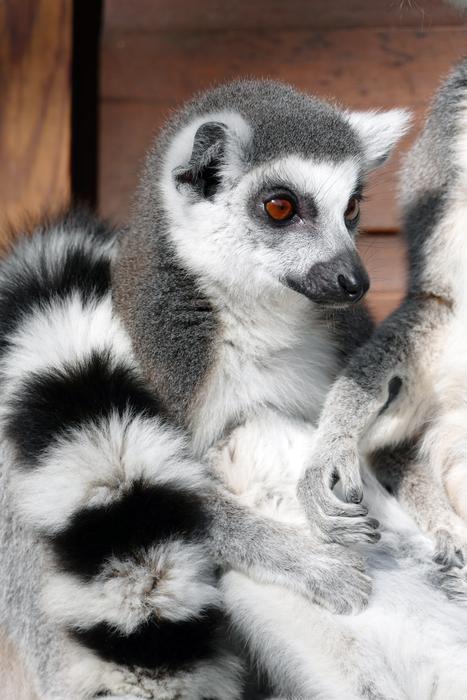 Ring-Tail Lemur Mammal Wildlife