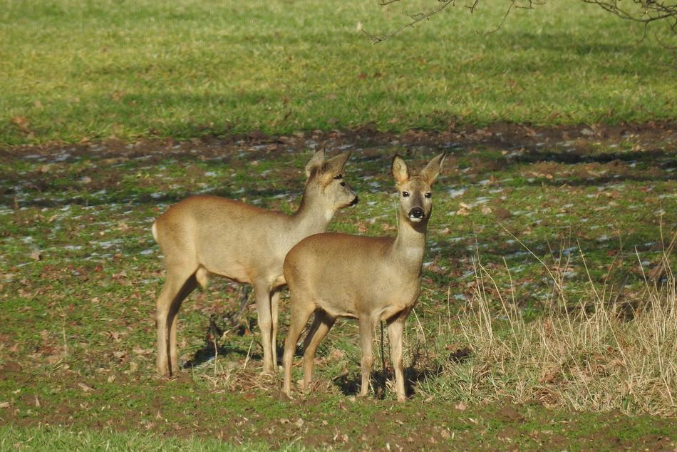 Deer Fallow Wild