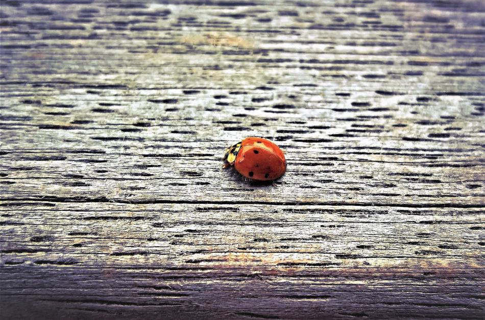 ladybug on wooden ground