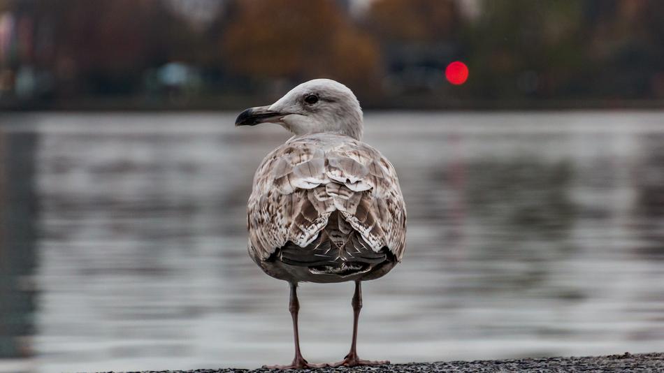 Seagull Alster Hamburg