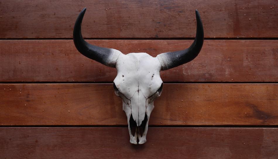 bull head decor on wall
